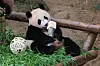 Everland's twin pandas Rui Bao, Hui Bao celebrate 1st birthday