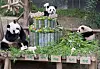 Everland's twin pandas Rui Bao, Hui Bao celebrate 1st birthday