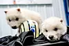 Genetically modified wolf pups Romulus and Remus, two of three successfully bred by reconstructing a genome from the ancient DNA of fossils from the dire wolf that had been extinct for over 12,500 years by Colossal Biosciences, billed as ″the world’s only de-extinction company″, are seen a month after their October 1, 2024 birth in north Texas, U.S. Colossal Biosciences. [REUTERS/YONHAP]