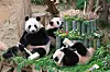 Everland's twin pandas Rui Bao, Hui Bao celebrate 1st birthday