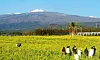 Visitors walk through the yellow canola flower field at Hueree Natural Park in Seogwipo, Jeju, with Mount Halla in the distance during peak spring bloom
