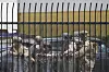 U.S. Marines stage outside a business park on June 23 in Paramount, California. [AP/YONHAP]