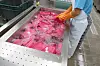 A kitchen worker washes reusable containers at a baseball stadium in Seoul [SEOUL METROPOLITAN GOVERNMENT]