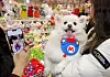 A dog at the 2025 K-Pet Fair, a pet industry exhibition held at Setec in Gangnam District, southern Seoul, on March 16. [YONHAP]