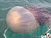 A Nomura’s jellyfish [MINSITRY OF OCEANS AND FISHERIES]