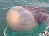 A Nomura’s jellyfish [MINSITRY OF OCEANS AND FISHERIES]