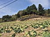 Cabbage crops on farmland in Pyeongchang, Gangwon are left unattended as unseasonal autumn rains have devastated crop growth [JOONGANG ILBO]