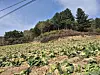 Cabbage crops on farmland in Pyeongchang, Gangwon are left unattended as unseasonal autumn rains have devastated crop growth [JOONGANG ILBO]