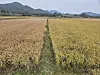 Crops affected by ″bakanae disease,″ also known as foot rot, are seen turned yellow on a field in Goheung, South Jeolla, on Oct. 21. [JOONGANG ILBO]