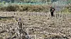 A farmer cuts down soybean crops that have been damaged due to unseasonal autumn rains on a field in Yeongdong, North Chungcheong on Oct. 29. [JOONGANG ILBO]