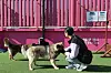 A dog handler pets dogs in western Seoul on Feb. 24, 2024. [YONHAP]