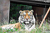 Siberian tiger Taebaek in Seoul Grand Park in Gwacheon, Gyeonggi [SEOUL GRAND PARK]