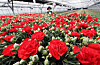 An employee prepares carnations for shipment ahead of Family Month in May at a flower farm in Yongin, Gyeonggi, on April 24. [YONHAP]