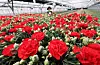 An employee prepares carnations for shipment ahead of Family Month in May at a flower farm in Yongin, Gyeonggi, on April 24. [YONHAP]
