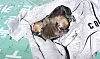 A picture of the three abandoned puppies found in northern Seoul on May 15 [JTBC]