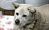 Picture of an abandoned dog taken in 2024 in Gyeonggi. [JOONGANG ILBO]