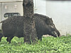 A wild boar appears at a residential area in Pohang, North Gyeongsang, on Oct. 23. [YONHAP]