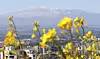 Mount Halla is seen in the background with bright-yellow rapeseed bloomed in Jeju Island on April 15. [NEWS1]