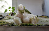 Artist Tzusoo's agar-and-moss sculpture 'Agarmon' is on display at the National Museum of Modern and Contemporary Art in Jongno District, central Seoul, through Feb. 1, 2026. [MMCA]