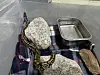 A python found at a hotel in Yangyang, Gangwon [KOREA NATIONAL PARK SERVICE]