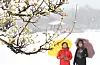 Two people observe flower buds through falling snow flurries in Sangnim Park in Hamyang County, South Gyeongsang on March 18, when snow blanketed most part of the country with heavy snow advisories issued by the Korea Meteorological Administration. [NEWS1]