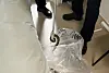 A python found at a hotel in Yangyang, Gangwon [KOREA NATIONAL PARK SERVICE]