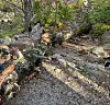 An oak tree collapsed on Mount Seorak in Gangwon on Wednesday. [GANGWON STATE FIRE HEADQUARTERS]