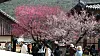 Apricot flowers bloom at Tongdo Temple in South Gyeongsang on March 12. [YONHAP]