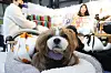 A dog takes part in a pet industry expo event at Setec in Gangnam District, southern Seoul, on March 16. [YONHAP]