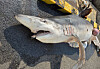 A three-meter-long, 100-kilogram (220-pound) porbeagle that was found dead in waters off Busan on Aug. 22. [BUSAN COAST GUARD]