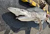 A three-meter-long, 100-kilogram (220-pound) porbeagle that was found dead in waters off Busan on Aug. 22. [BUSAN COAST GUARD]