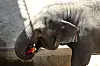 Kosuni, a 56-year-old female elephant at Dalseong Park Zoo in Daegu, eats frozen watermelon in her enclosure on July 9. [NEWS1]