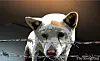 Animal abuse dog illustration [JOONGANG ILBO]