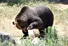 An Ezo brown bear plays with a frozen block of fruits and vegetables in its enclosure at Dalseong Park Zoo in Daegu on July 9. [YONHAP]
