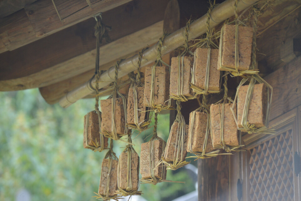 Blocks of soybean hang from the roof to dry