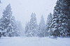 Pine trees are covered in snow during a storm in Truckee, California, on Feb. 17.  [AP/YONHAP]