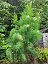 A Chinese tamarisk thriving in a garden in Sokcho. [OH KYUNG-AH]