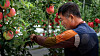 Park Hyoung-su, a 59-year-old orchardist, takes care of apples on his farm in Yanggu County, Gangwon last summer. [JOONGANG ILBO]