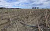 A green onion field is seen dried up due to the drought on Sept. 1 in Gangneung, Gangwon. [YONHAP]