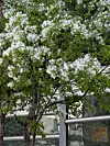 White blossoms of fringe trees line a roadside. The name of the species, Chionanthus retusus, derives from the Greek for “white snow flowers.” [OH KYUNG-AH]