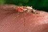 This 2014 photo made available by the U.S. Centers for Disease Control and Prevention shows a feeding female Anopheles gambiae mosquito, a known vector for the parasitic disease malaria. [AP/YONHAP]