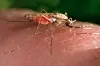 This 2014 photo made available by the U.S. Centers for Disease Control and Prevention shows a feeding female Anopheles gambiae mosquito, a known vector for the parasitic disease malaria. [AP/YONHAP]
