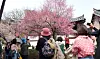 People gather around the apricot flowers at Tongdo Temple in South Gyeongsang on March 12. [YONHAP]