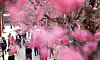 Visitors take photos of the apricot flowers at Tongdo Temple in South Gyeongsang on March 12. [YONHAP]