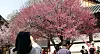 Apricot flowers bloom at Tongdo Temple in South Gyeongsang on March 12. [YONHAP]