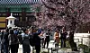 Visitors and photographers take shots of the apricot flowers at Tongdo Temple in South Gyeongsang on March 12. [YONHAP]
