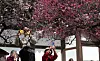 Apricot flowers bloom at Tongdo Temple in South Gyeongsang on March 12. [YONHAP]