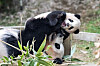 Baby panda Fu Bao enjoys her time with mom panda Ai Bao at the Panda World in Everland, Korea's largest theme park located in Yongin, Gyeonggi. [EVERLAND]