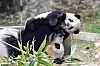 Baby panda Fu Bao enjoys her time with mom panda Ai Bao at the Panda World in Everland, Korea's largest theme park located in Yongin, Gyeonggi. [EVERLAND]
