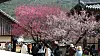 Apricot flowers bloom at Tongdo Temple in South Gyeongsang on March 12. [YONHAP]